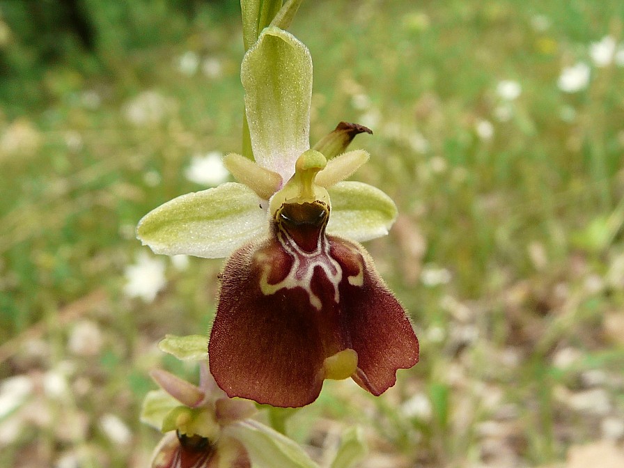 Ibrido: Ophrys fuciflora x O. lacaitae